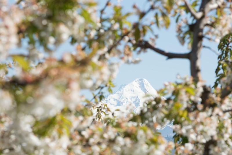 view of Mt. Hood through a cherry tree with blossoms